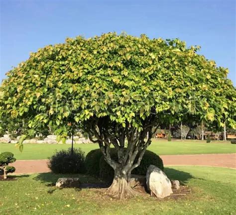 Full Sun Exposure Green Peepal Tree Plant For Outdoor At Best Price In