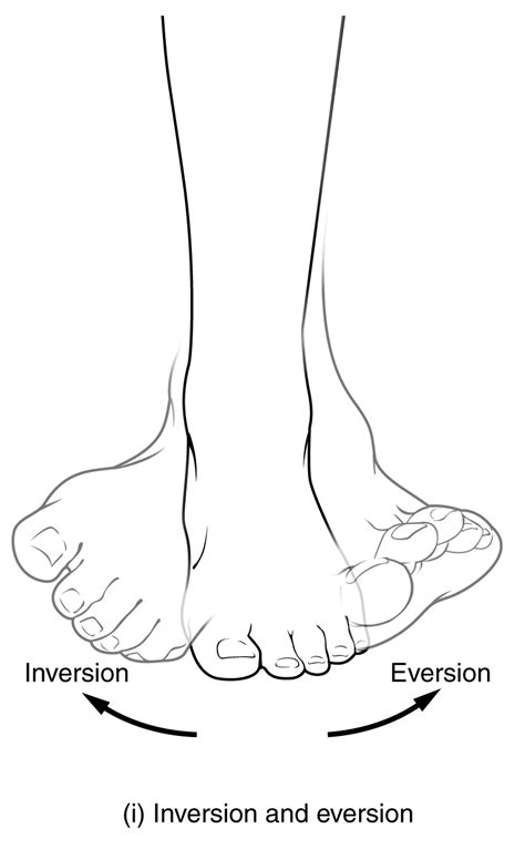 Anatomical Movements Of The Human Body Geeky Medics