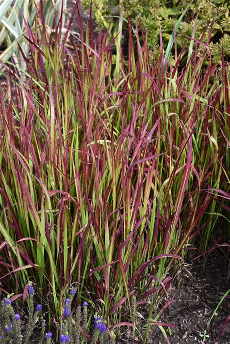 Red Baron Japanese Grass Imperata Cylindrica Red Baron In Waukesha