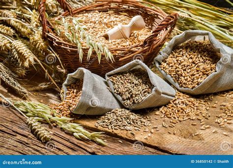 Different Types of Cereal Grains with Ears Stock Photo - Image of processed, plant: 36850142