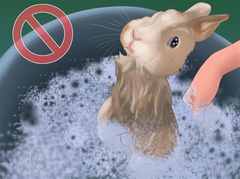 Formas De Cuidar De Um Coelho De Estima O Wikihow