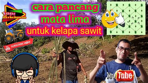 Cara Pancang Mata Lima Untuk Kelapa Sawit YouTube