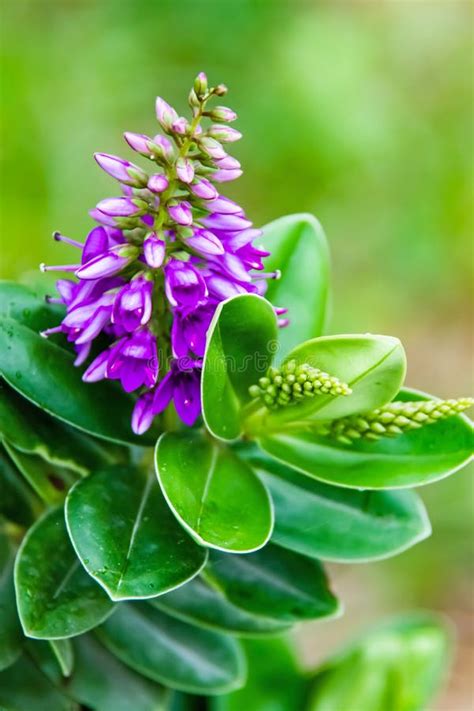 Hebe Veronica Plant And Green Leaves Stock Image Image Of Green