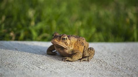 Invasion Alert How The Florida Toad Could Take Over Your Neighborhood