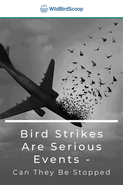 Bird Strikes The Causes The Facts And The Figures