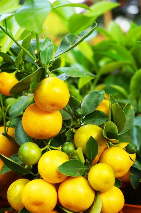 Small Tangerine Orange Plant Stock Image - Image of fruit, nature ...