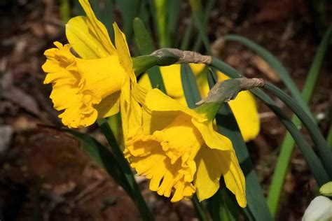 Daffodil Narcissus Growing Guides Tips And Information