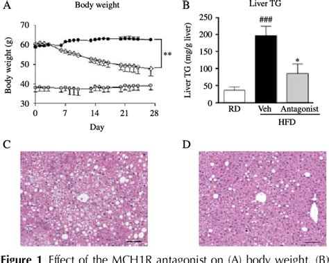 Figure 1 From Antagonism Of Central Melanin Concentrating Hormone 1