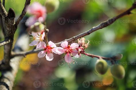 chinese plum flower blossom close up 12833348 Stock Photo at Vecteezy