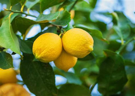 Lemon tree - how to grow and care