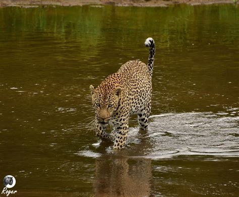 In the wilds of Africa, each river crossing on a safari is a bridge ...