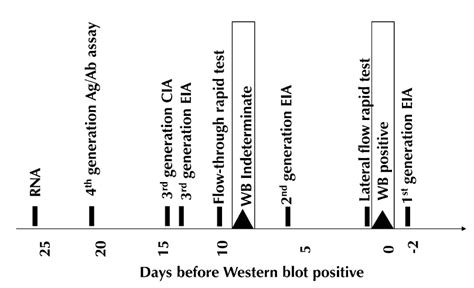 Positive western blot test - milolabel