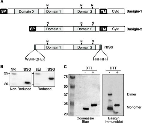 Recombinant Human Basigin Protein Possesses Tertiary Structure And