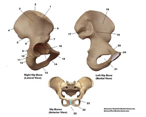 Pelvic Bone Flashcards | Quizlet