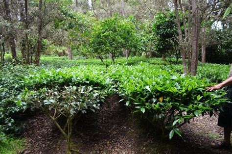 Tea In Hawaii Onolicious Hawaiʻi