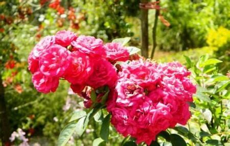 Rose Garden, Munnar | Ticket Price | Timings | Address: TripHobo