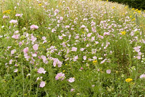 Malva Moschata Musk Mallow Emorsgate Seeds