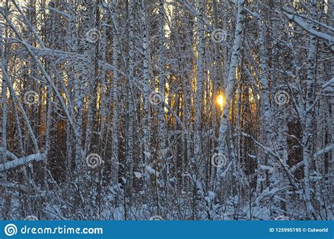 Bois De Bouleau En Hiver Image Stock Image Du Bouleau 125995195