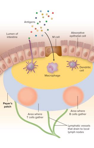 Bio 275 Ch 15 Adaptive Immune Response Flashcards Quizlet