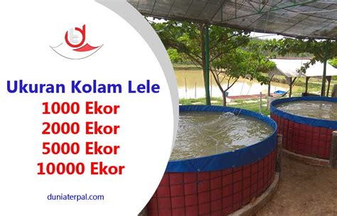 Lengkap Ini Dia Ukuran Kolam Lele Dunia Terpal