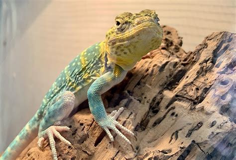 Collared Lizard Care Guide