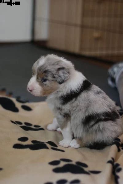 Vendita Australian Shepherd Da Privato A Campobasso Cuccioli Di Pastore