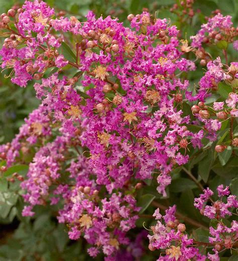 Best Flowering Shrubs for Hedges | Better Homes & Gardens