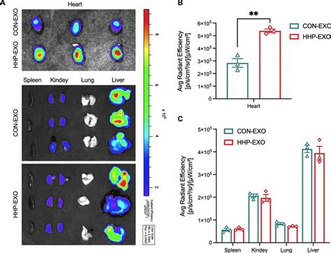 In Vivo Distribution Of Exosomes Cm Dil Labeled Con Exo Or Hhp Exo Was