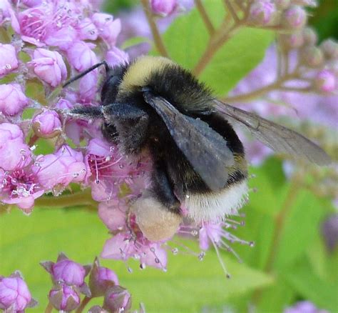 Dramatic Decline Found In Western Bumble Bee Populations | Montana