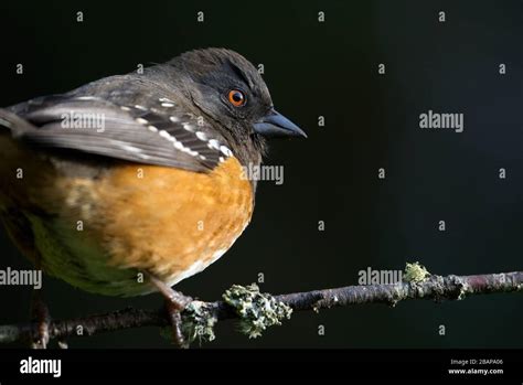 Rufous sided towhee hi-res stock photography and images - Alamy