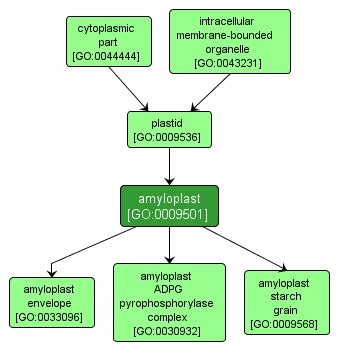 Amyloplast Function