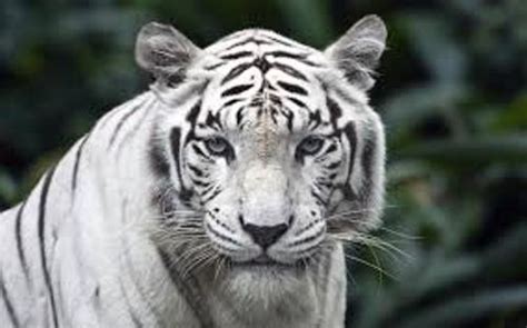 10 Interesting Siberian Tiger Facts | My Interesting Facts