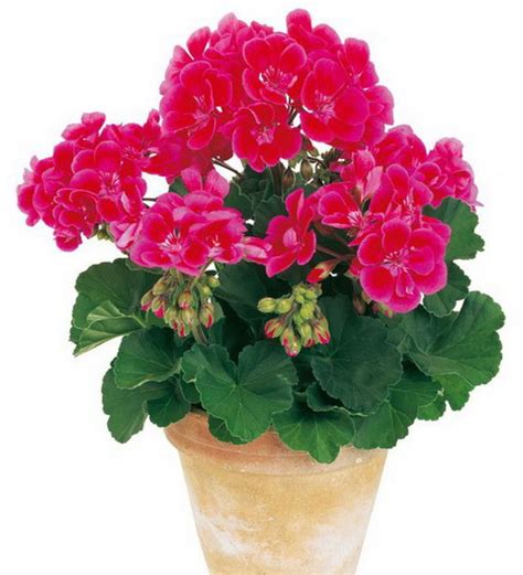 Ziemia Do Pelargonii I Surfinii 50 L Kronen 50 L Kronen Ziemia Do