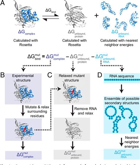 Figure 1 From Blind Tests Of Rnaprotein Binding Affinity Prediction