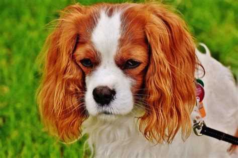 07 RAÇAS DE CACHORROS PEQUENOS