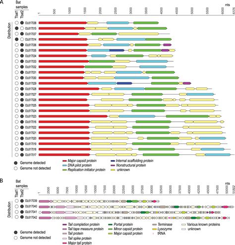 Genomes of Bacteriophages Belonging to the Orders Caudovirales and ... 