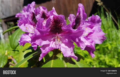 Catawba Rhododendron Image & Photo (Free Trial) | Bigstock