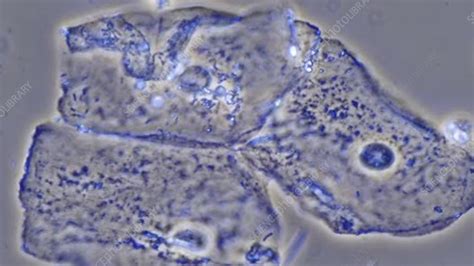 Cheek Squamous Epithelial Cells Light Microscopy Stock Video Clip