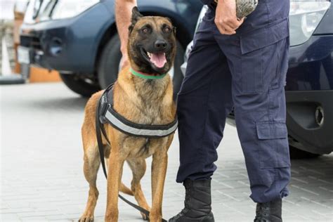 Pies policyjny rasy które pracują w policji 7 najlepszych ras