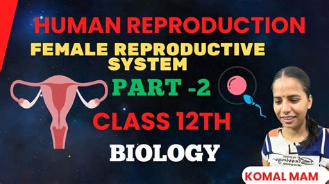 FEMALE REPRODUCTIVE SYSTEM HUMAN REPRODUCTION CLASS 12TH BIOLOGY