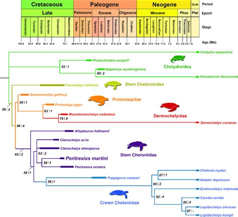 Time-calibrated, strict consensus phylogeny of select fossil and extant... | Download Scientific ...