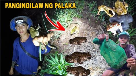 Paghahunting Ng Palaka Sa Palayan Mabisang Pamain Sa Isda Youtube