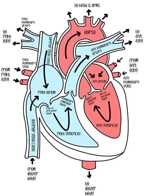 Blood flow through the heart – Artofit