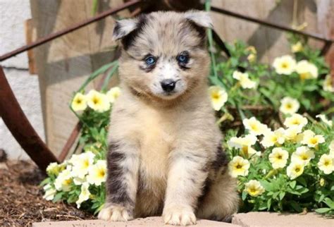 Pomsky Puppies For Sale | Puppy Adoption | Keystone Puppies