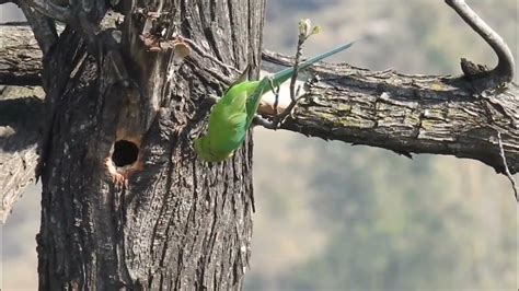 Ringneck Perot Nest In Tree 🌴🌲 Youtube