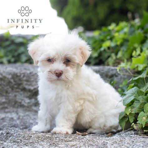 Havanese Puppies For Sale • Adopt Your Puppy Today • Infinity Pups