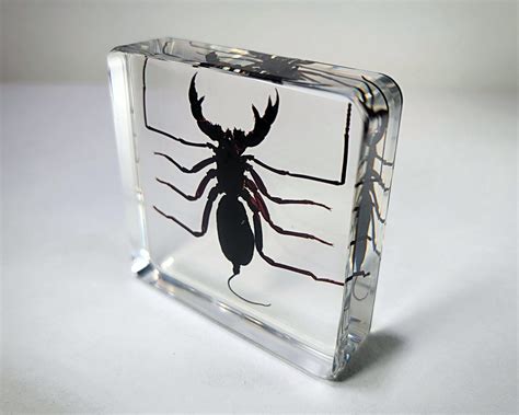 Bugs in Resin -Museum quality resin specimens