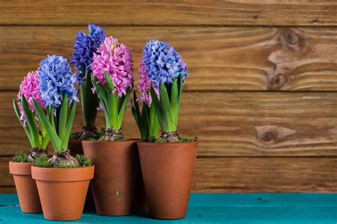 How To Care For Hyacinth In A Vase | Houseplant Alley