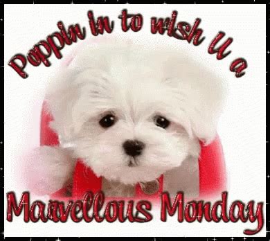 Monday Happy Monday GIF - Monday Happy Monday Cute - Discover & Share GIFs