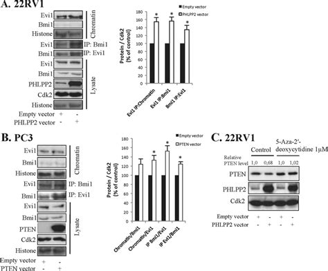 Phlpp And Pten Overexpression Leads To Activation Of Polycomb Group